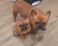 Nneka, a female French Bulldog for sale in New Orleans, LA – 5 of 10