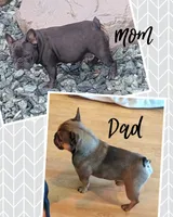 Lowkey , a male French Bulldog for sale in New Orleans, LA – 8 of 10