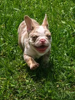 Holiday, a female French Bulldog for sale in New Orleans, LA – 4 of 10