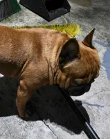 Lowkey , a male French Bulldog for sale in New Orleans, LA – 10 of 10