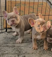 Jet2, a male French Bulldog for sale in New Orleans, LA – 6 of 10