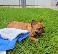 Nneka, a female French Bulldog for sale in New Orleans, LA – 4 of 10