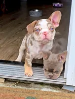 Holiday, a female French Bulldog for sale in New Orleans, LA – 3 of 10