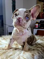 Holiday, a female French Bulldog for sale in New Orleans, LA – 5 of 10