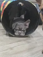 Pilot, a male French Bulldog for sale in New Orleans, LA – 4 of 10