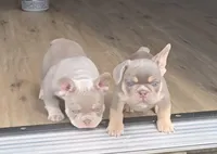 Pilot, a male French Bulldog for sale in New Orleans, LA – 5 of 10