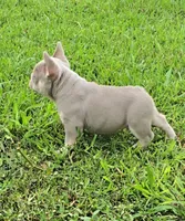 Jet2, a male French Bulldog for sale in New Orleans, LA – 7 of 10