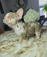 Holiday, a female French Bulldog for sale in New Orleans, LA – 8 of 10