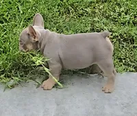 Breezy, a female French Bulldog for sale in New Orleans, LA – 8 of 10