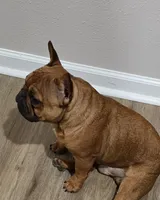 Lowkey , a male French Bulldog for sale in New Orleans, LA – 6 of 10