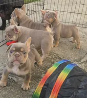 Pilot, a male French Bulldog for sale in New Orleans, LA – 7 of 10