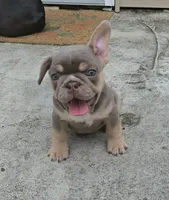Pilot, a male French Bulldog for sale in New Orleans, LA – 3 of 10