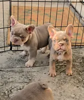 Breezy, a female French Bulldog for sale in New Orleans, LA – 6 of 10