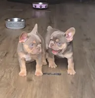 Pilot, a male French Bulldog for sale in New Orleans, LA – 8 of 10
