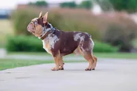 Breezy, a female French Bulldog for sale in New Orleans, LA – 9 of 10
