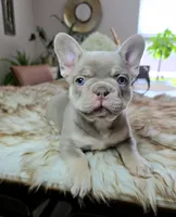 Jet2, a male French Bulldog for sale in New Orleans, LA – 2 of 10
