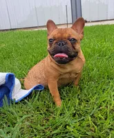 Nneka, a female French Bulldog for sale in New Orleans, LA – 3 of 10