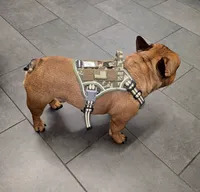 Lowkey , a male French Bulldog for sale in New Orleans, LA – 4 of 10