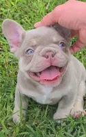 Jet2, a male French Bulldog for sale in New Orleans, LA – 3 of 10