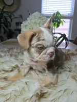 Holiday, a female French Bulldog for sale in New Orleans, LA – 7 of 10