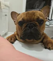 Lowkey , a male French Bulldog for sale in New Orleans, LA – 2 of 10