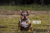 Jet2, a male French Bulldog for sale in New Orleans, LA – 10 of 10