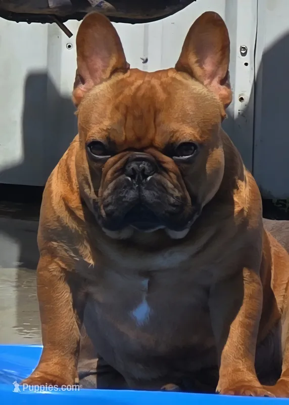 Lowkey  – French Bulldog puppy for sale in New Orleans, LA