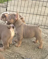 Breezy, a female French Bulldog for sale in New Orleans, LA – 4 of 10