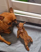 Lowkey , a male French Bulldog for sale in New Orleans, LA – 3 of 10