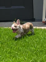 Holiday, a female French Bulldog for sale in New Orleans, LA – 2 of 10