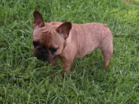 Nneka, a female French Bulldog for sale in New Orleans, LA – 2 of 10
