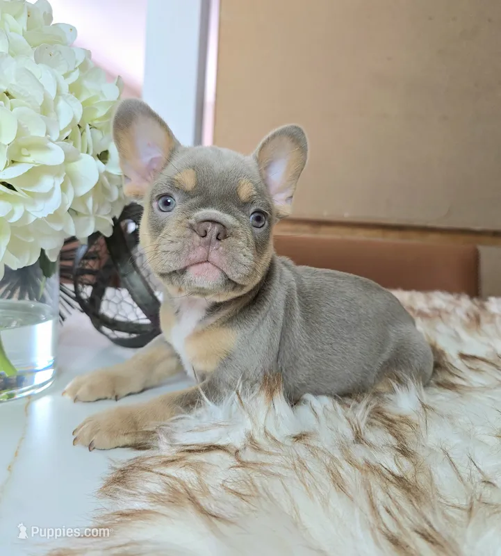 Breezy – French Bulldog puppy for sale in New Orleans, LA