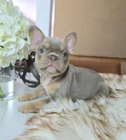 Breezy, a female French Bulldog for sale in New Orleans, LA – 1 of 10
