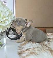 Breezy, a female French Bulldog for sale in New Orleans, LA – 2 of 10