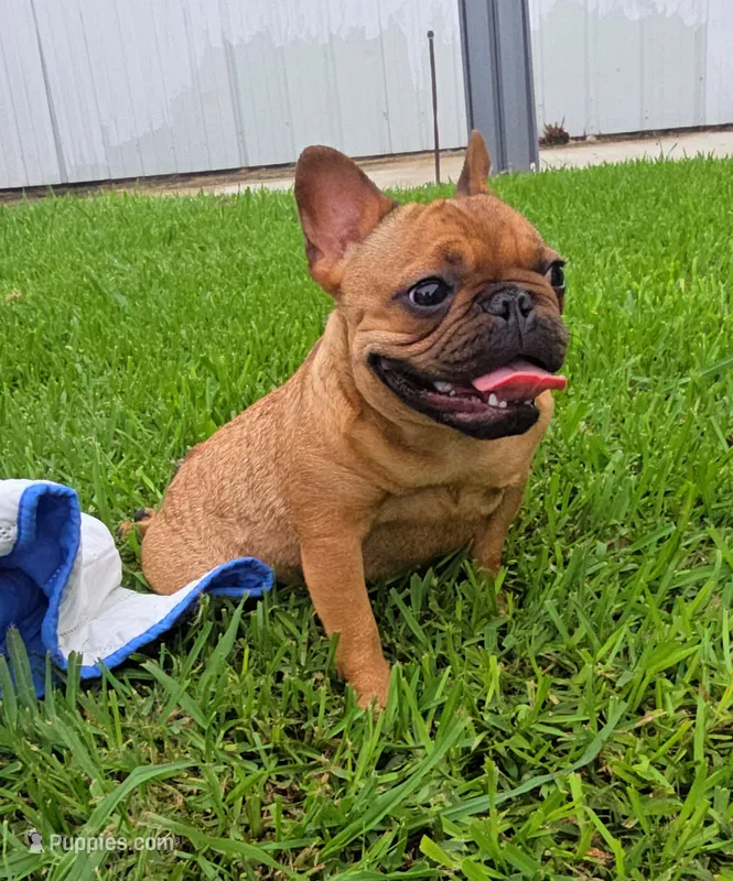 Nneka – French Bulldog puppy for sale in New Orleans, LA