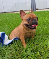 Nneka, a female French Bulldog for sale in New Orleans, LA – 1 of 10