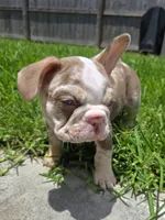 Holiday, a female French Bulldog for sale in New Orleans, LA – 6 of 10