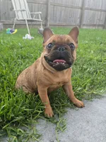 Nneka, a female French Bulldog for sale in New Orleans, LA – 7 of 10