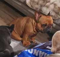 Nneka, a female French Bulldog for sale in New Orleans, LA – 8 of 10