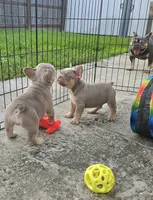 Breezy, a female French Bulldog for sale in New Orleans, LA – 7 of 10