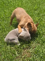 Nneka, a female French Bulldog for sale in New Orleans, LA – 6 of 10