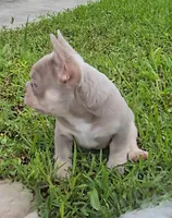 Jet2, a male French Bulldog for sale in New Orleans, LA – 5 of 10