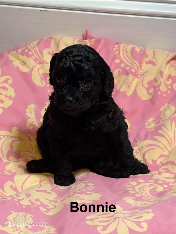 Bonnie, a female Cavapoo for sale in Fayetteville, NC – Photo 1 of 1