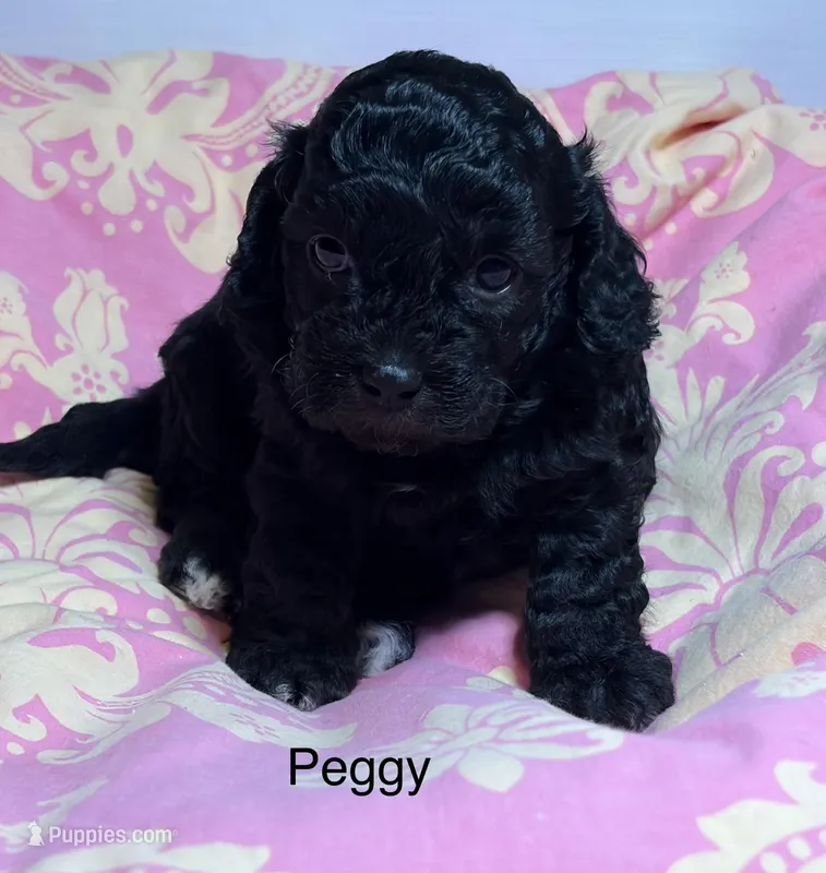 Peggy, a female Cavapoo for sale in Fayetteville, NC – Photo 1 of 1