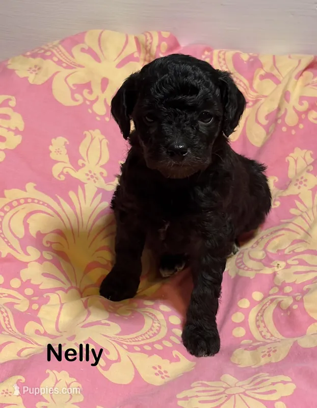 Nelly, a female Cavapoo for sale in Fayetteville, NC – Photo 1 of 1
