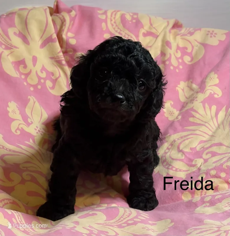 Freida, a female Cavapoo for sale in Fayetteville, NC – Photo 1 of 1