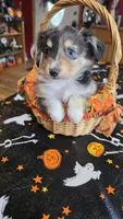 Hector, a male Toy Australian Shepherd for sale in Bowling Green, KY – 7 of 8
