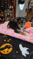 Zeba, a female Yorkshire Terrier for sale in Bowling Green, KY – 5 of 6