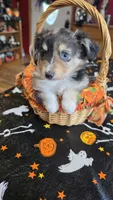 Hector, a male Toy Australian Shepherd for sale in Bowling Green, KY – 5 of 8
