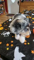 Hector, a male Toy Australian Shepherd for sale in Bowling Green, KY – 2 of 8